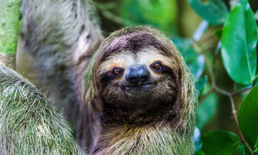 por qué los osos perezosos son tan lentos