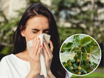 por qué el árbol de plátano causa alergia