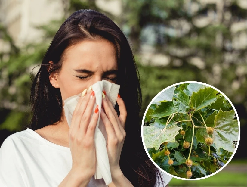 por qué el árbol de plátano causa alergia