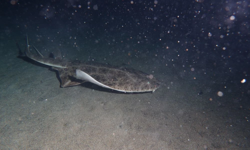 Tiburón angelote en el agua.
