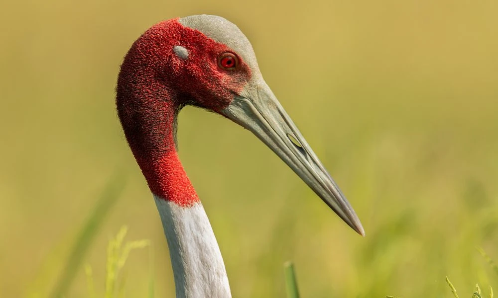 Aspecto de la grulla sarus.