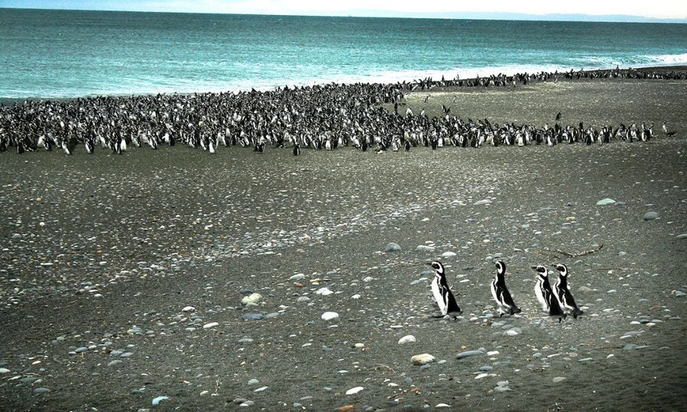 Naturaleza de Cabo Vírgenes.
