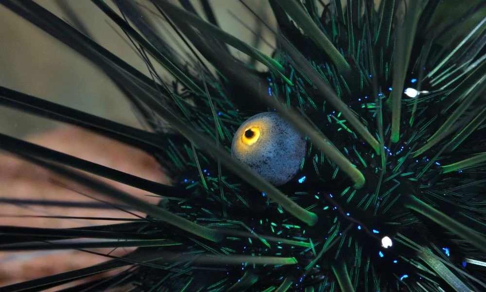 Detalles de un Erizo diadema.