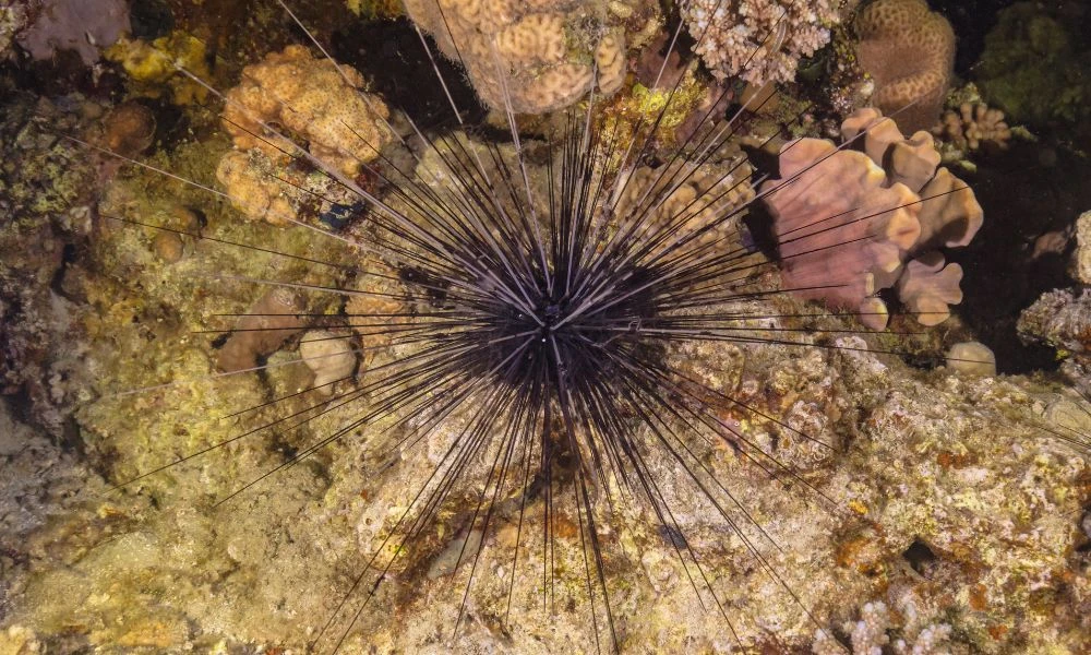 Aspecto de un Erizo diadema.