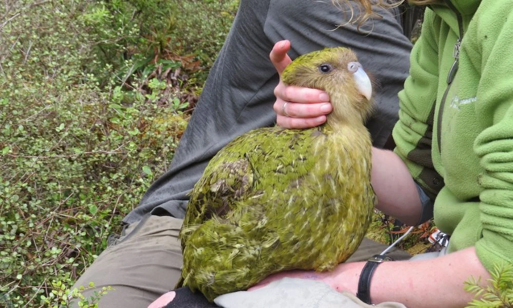 Tamaño del loro más grande del mundo.