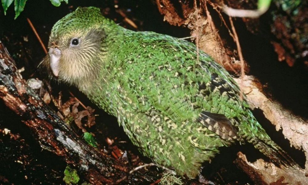 Aspecto del loro más grande del mundo.