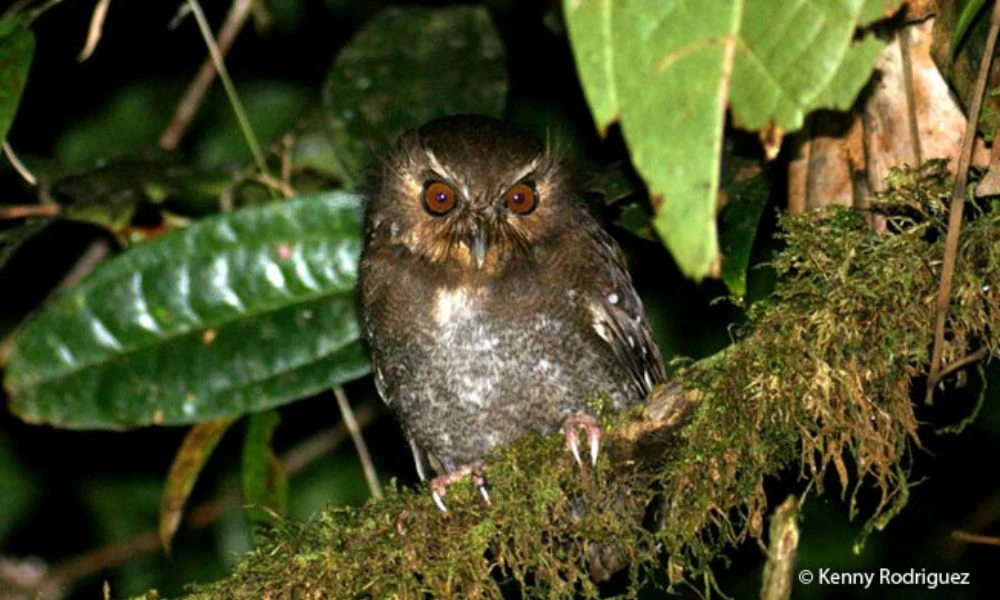 Lechucita Bigotona en la naturaleza.