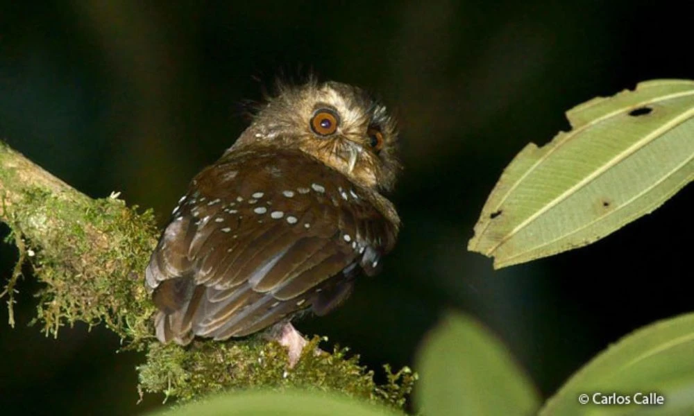 Lechucita Bigotona y su aspecto.