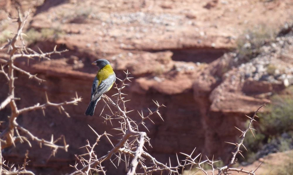 Naturaleza de Sierra de las Quijadas.