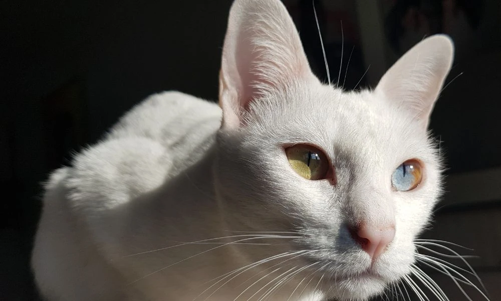 Aspecto del gato Khao Manee.