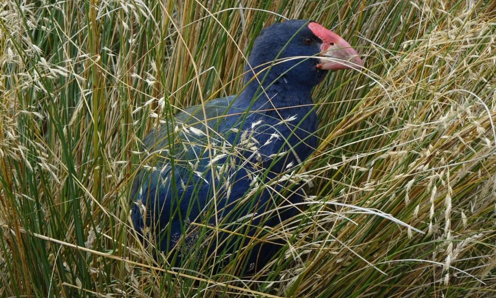 Aspecto del takahe, entre pastizales.