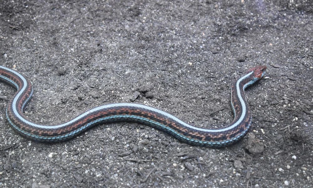 Aspecto de la culebra de liga de San Francisco.