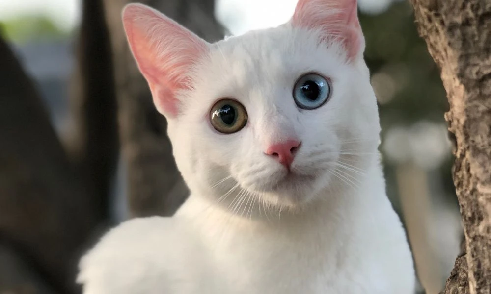 Ojos del gato Khao Manee.