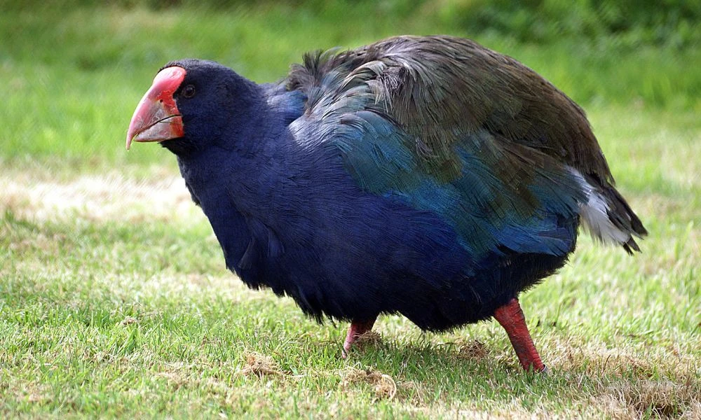 Colores de las plumas del takahe.