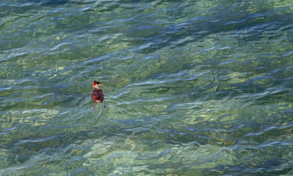 Zampullín del Titicaca en el agua.