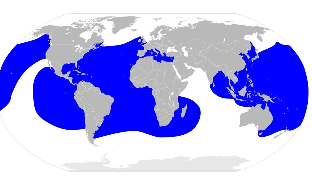 En azul, los lugares del mundo donde habita la tortuga marina más grande del mundo