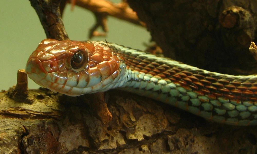 Cabeza de la culebra de liga de San Francisco.