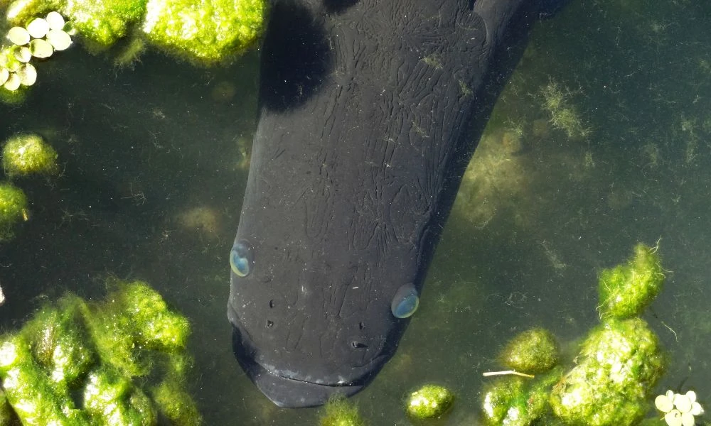 Aspecto del Arapaima.