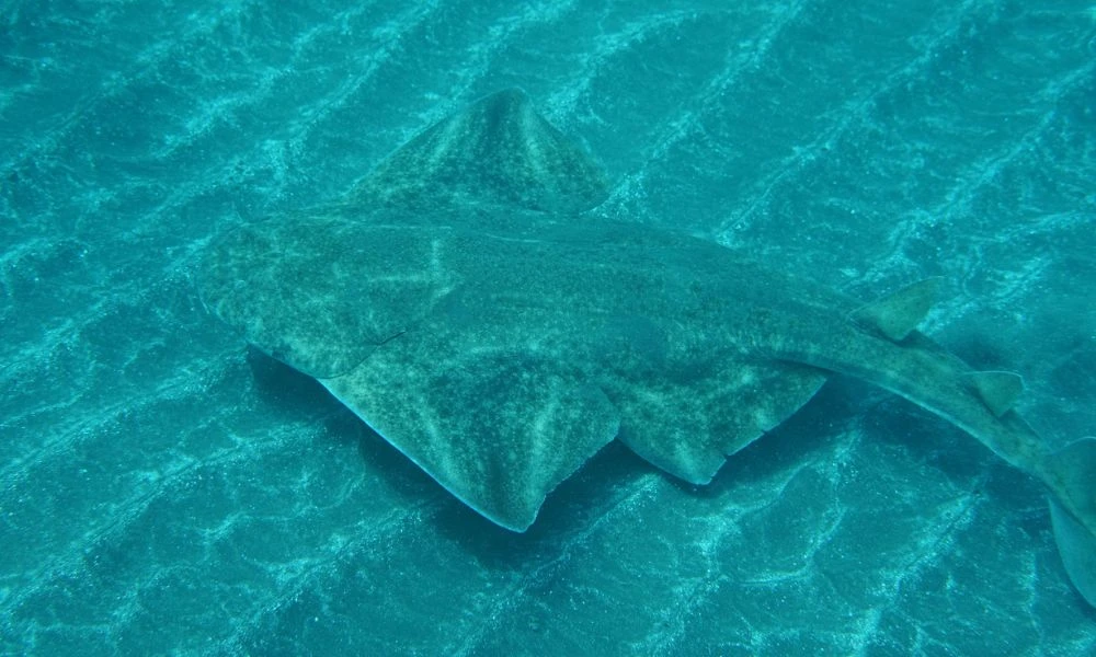 Tiburón angelote y su camuflaje.