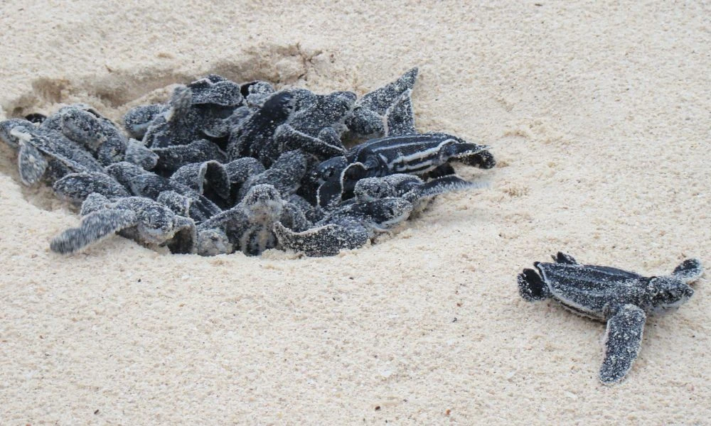 Cría de la tortuga marina más grande del mundo.