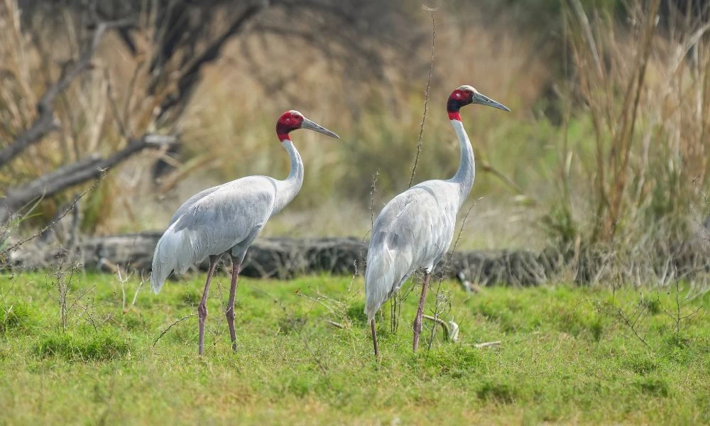 Ejemplares de la grulla sarus.