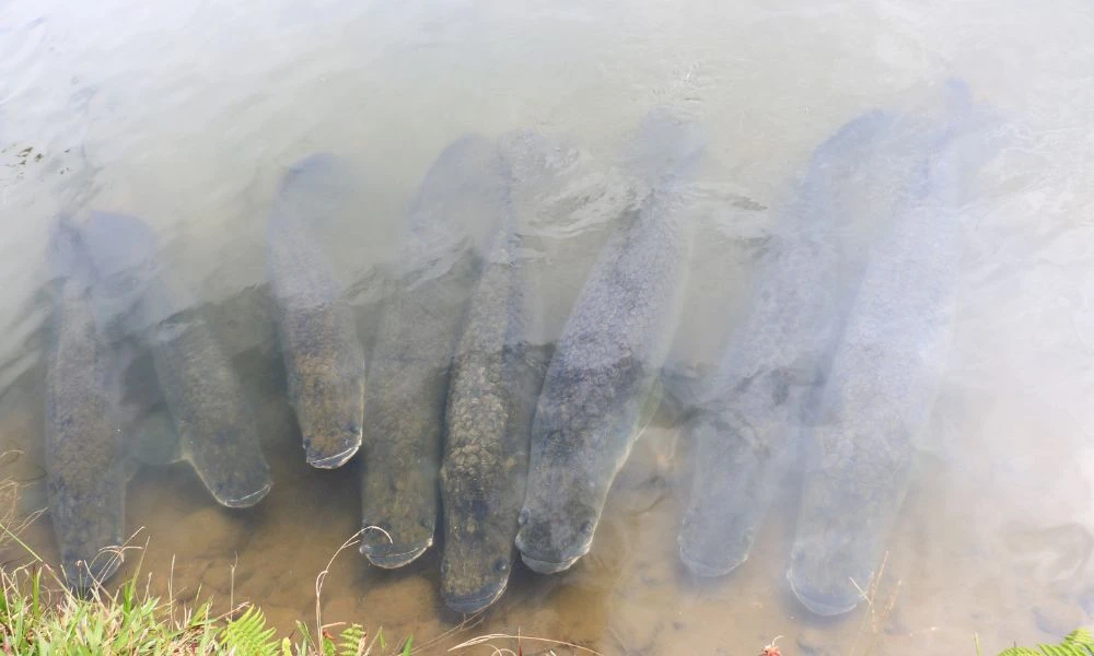 El Arapaima en grupo.