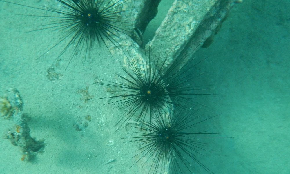 Un Erizo diadema bajo el agua.