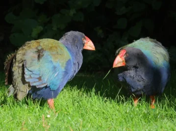 takahe