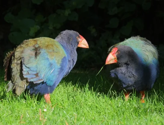 Takahe, el extraño animal de Nueva Zelanda que está en peligro de extinción