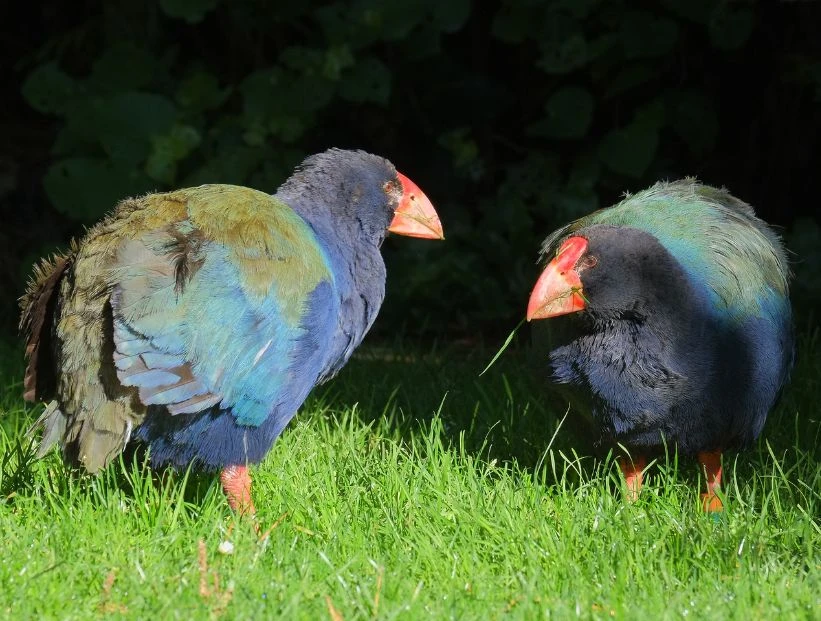 takahe