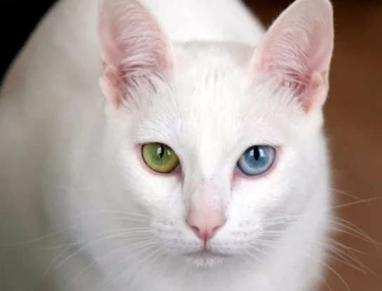 Khao Manee: el extraño gato de Tailandia que sorprende con su pelo, extremadamente blanco, y con sus ojos