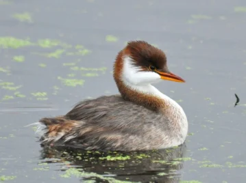 zampullín-del-titicaca
