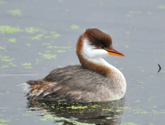 Zampullín del Titicaca, el diminuto pájaro en peligro de extinción que solo habita en dos países de Sudamérica