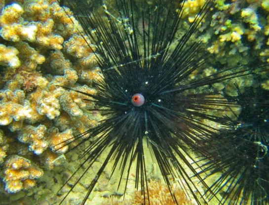 Erizo diadema, el extraño animal que sorprende con sus púas de hasta 30 centímetros de longitud 