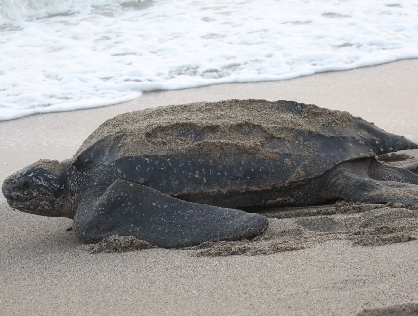 tortuga-marina-mas-grande-del-mundo