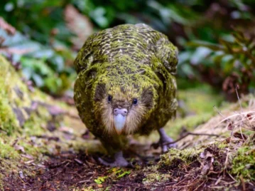 loro-mas-grande-del-mundo