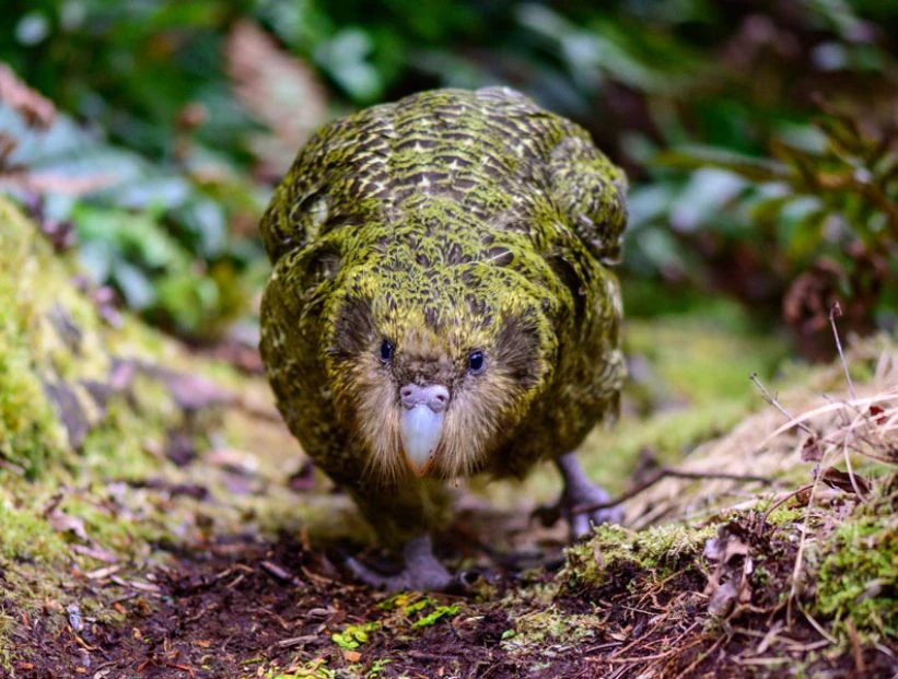 loro-mas-grande-del-mundo