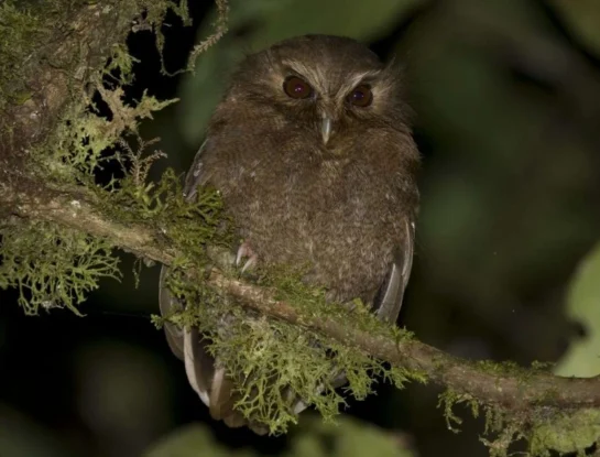 Lechucita Bigotona: ¿en qué zona de Sudamérica habita este diminuto animal y por qué es tan difícil de observar?