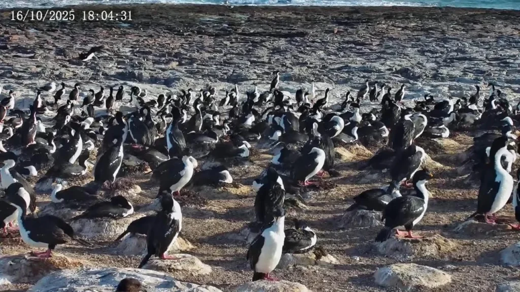 Streaming de pingüinos: un parque patagónico muestra cómo es la reproducción de pingüinos, petreles y cormoranes en Argentina