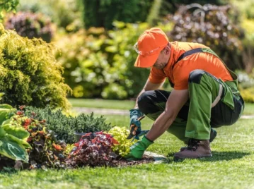 Arboricultura: qué es, dónde surgió y por qué es importante