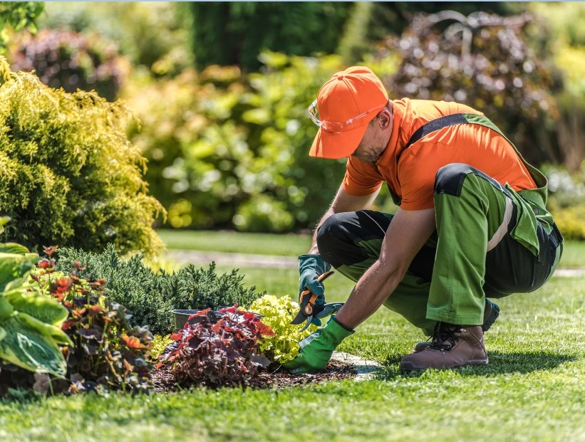 Arboricultura: qué es, dónde surgió y por qué es importante