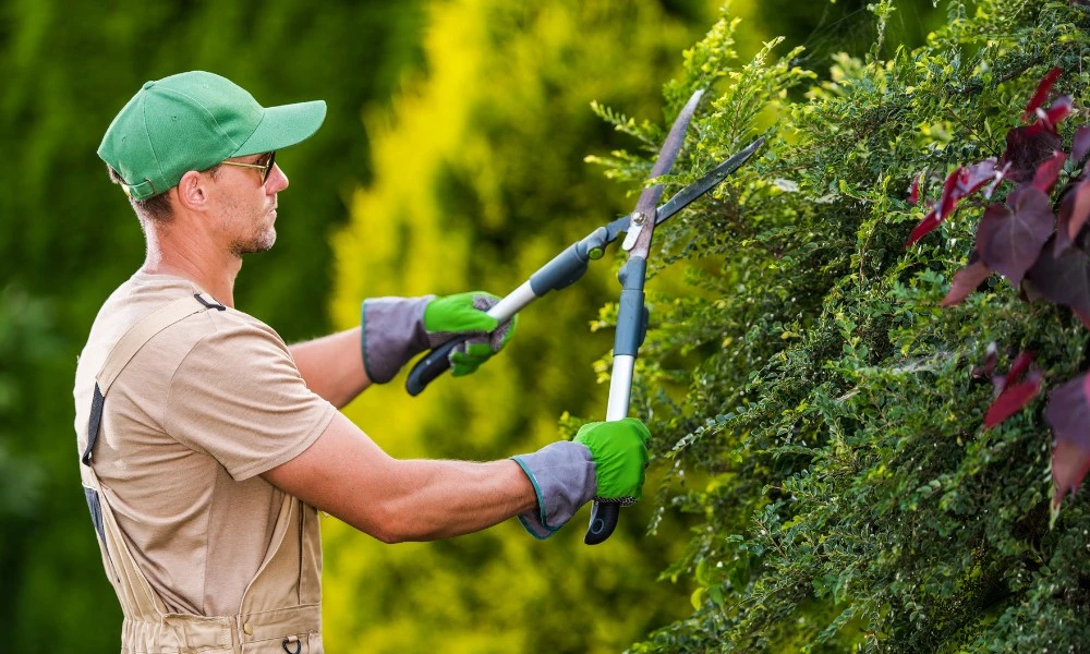 Arboricultura: qué es, dónde surgió y por qué es importante