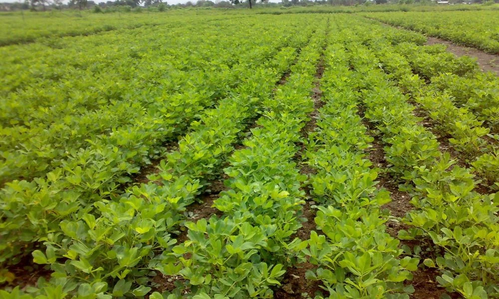 Cosecha del maní argentino.