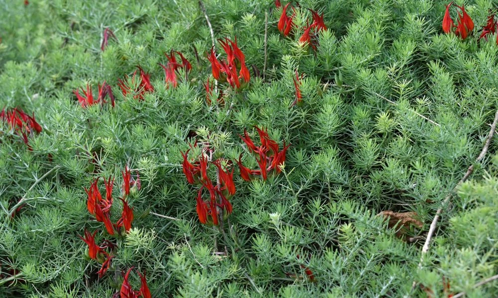 Aspecto de la planta pico de paloma.