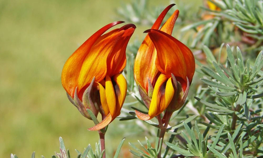 La planta pico de paloma con un tono naranja.