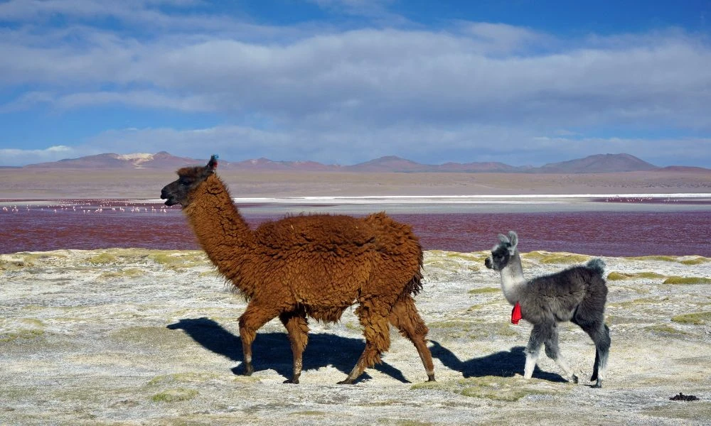 Animales en la Laguna Colorada.