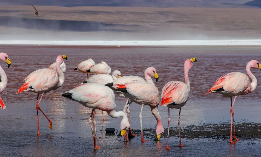 Paisajes de la Laguna Colorada.