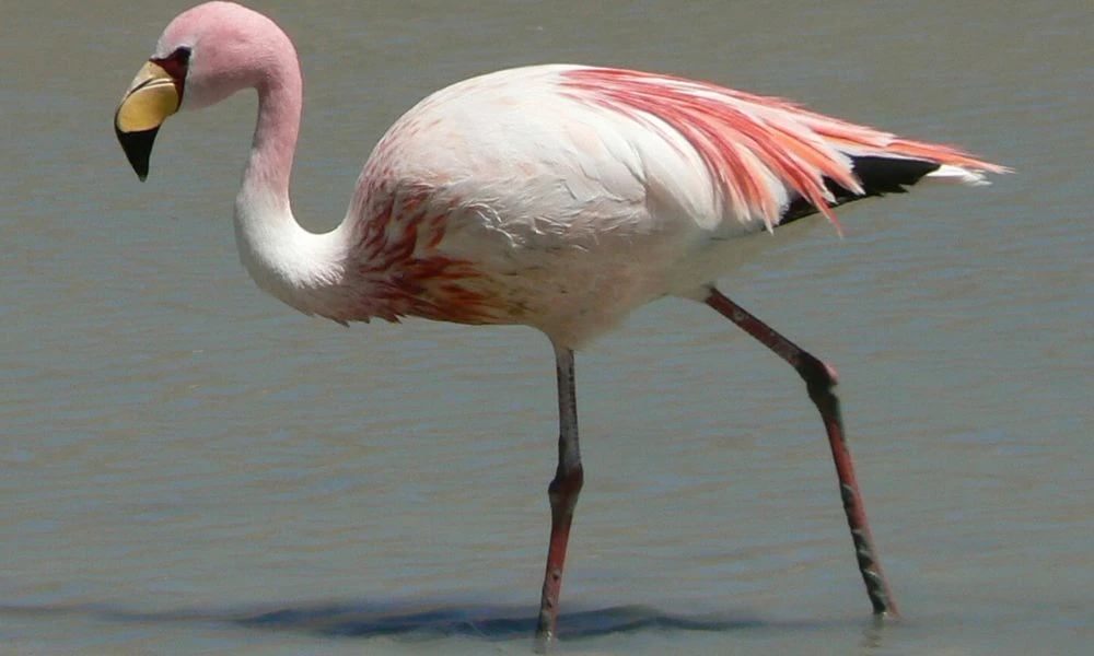 Aspecto del flamenco de James.