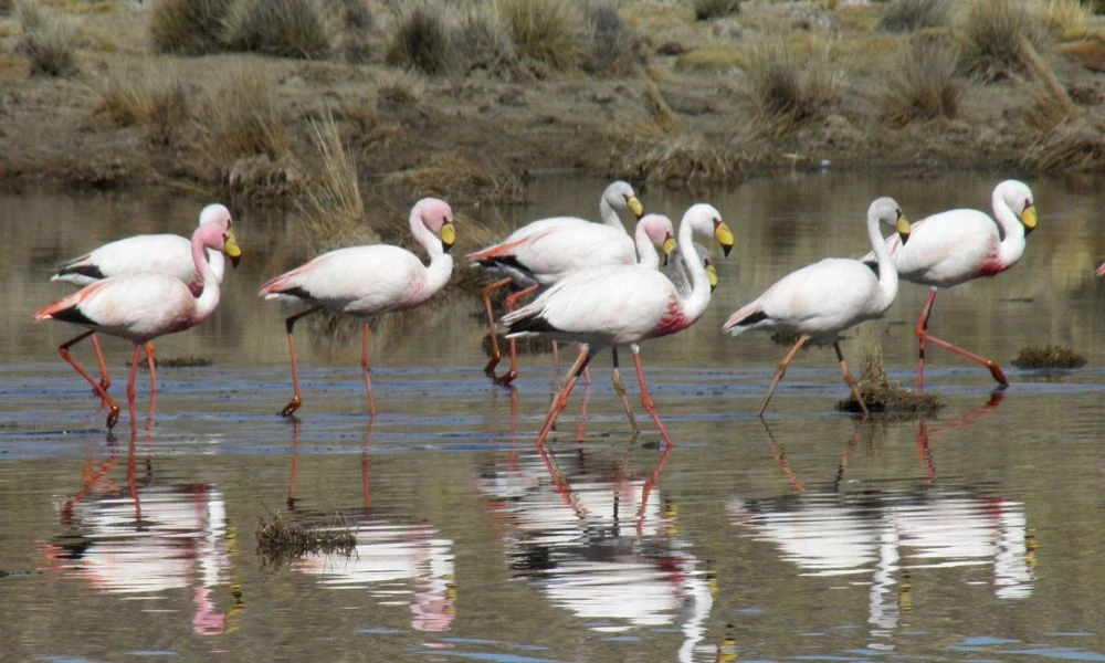 El flamenco de James en grupo.