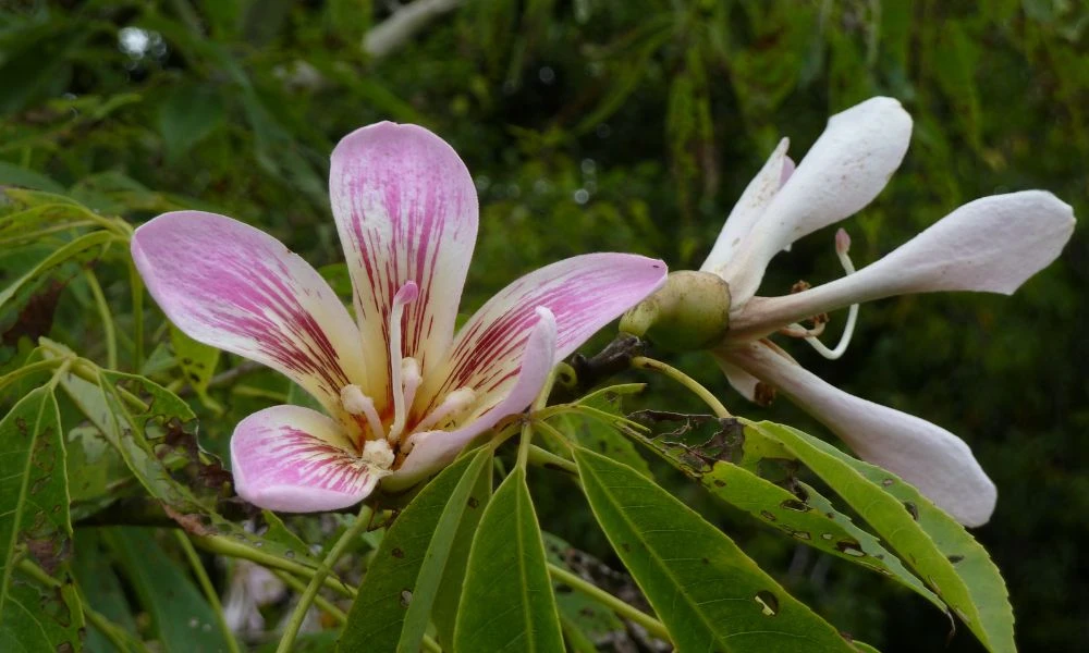 Flor del palo borracho.